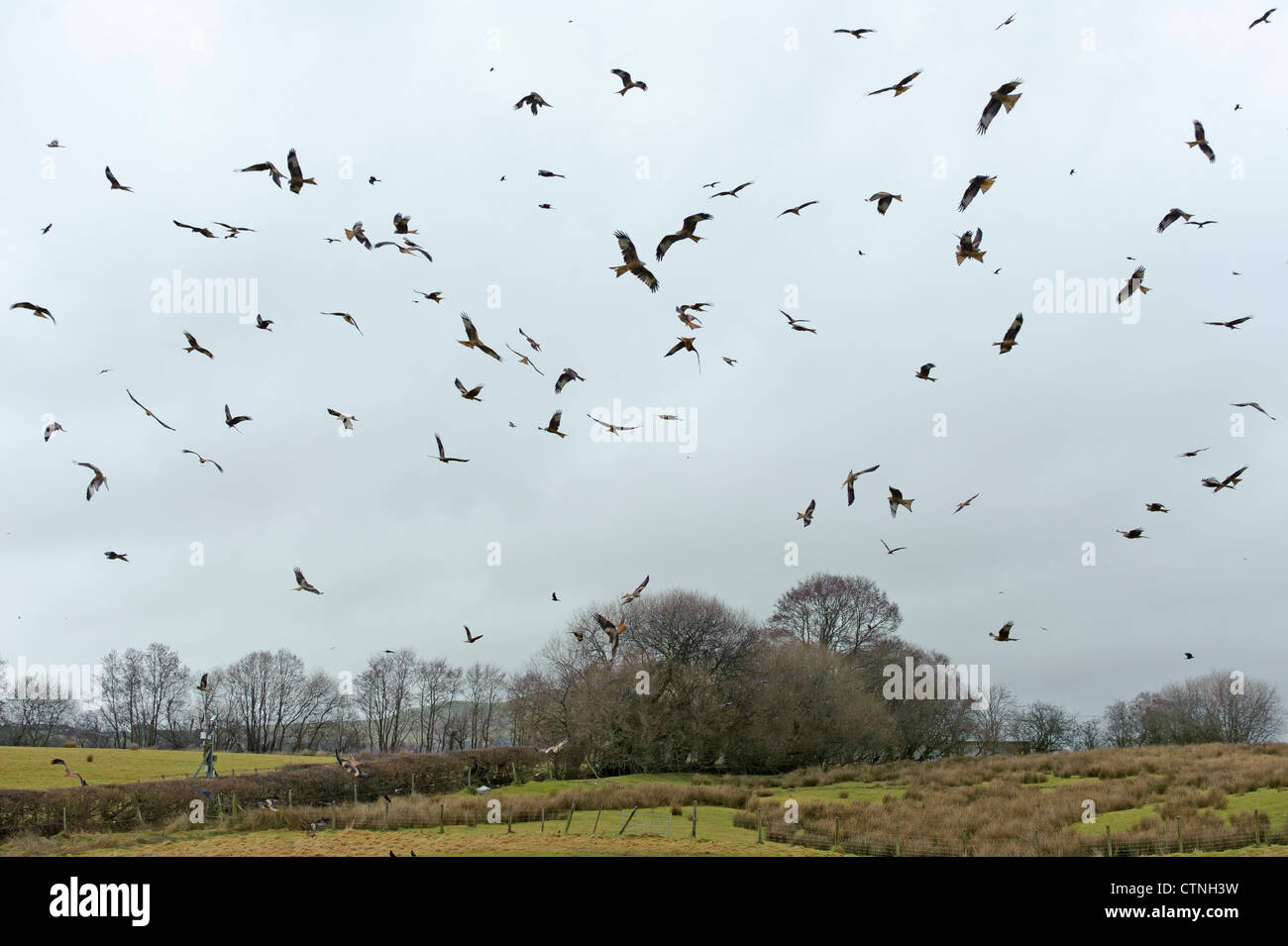 Große Herde von rote Milane (Milvus Milvus) auf der Gigrin Farm Futterstation in Rhayader Mitte Wales sammeln. Januar 2011. Stockfoto