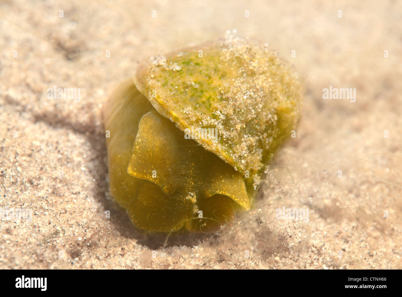 Galizien Spanien frisches WasserSchnecke, Wandering Schnecke, kleiner