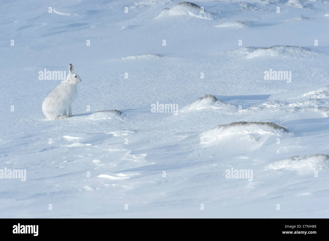 Schneehase (Lepus Timidus) im Wintermantel. Cairngorm National Park, Schottland. Februar. Auch bekannt als blaue Hase. Stockfoto