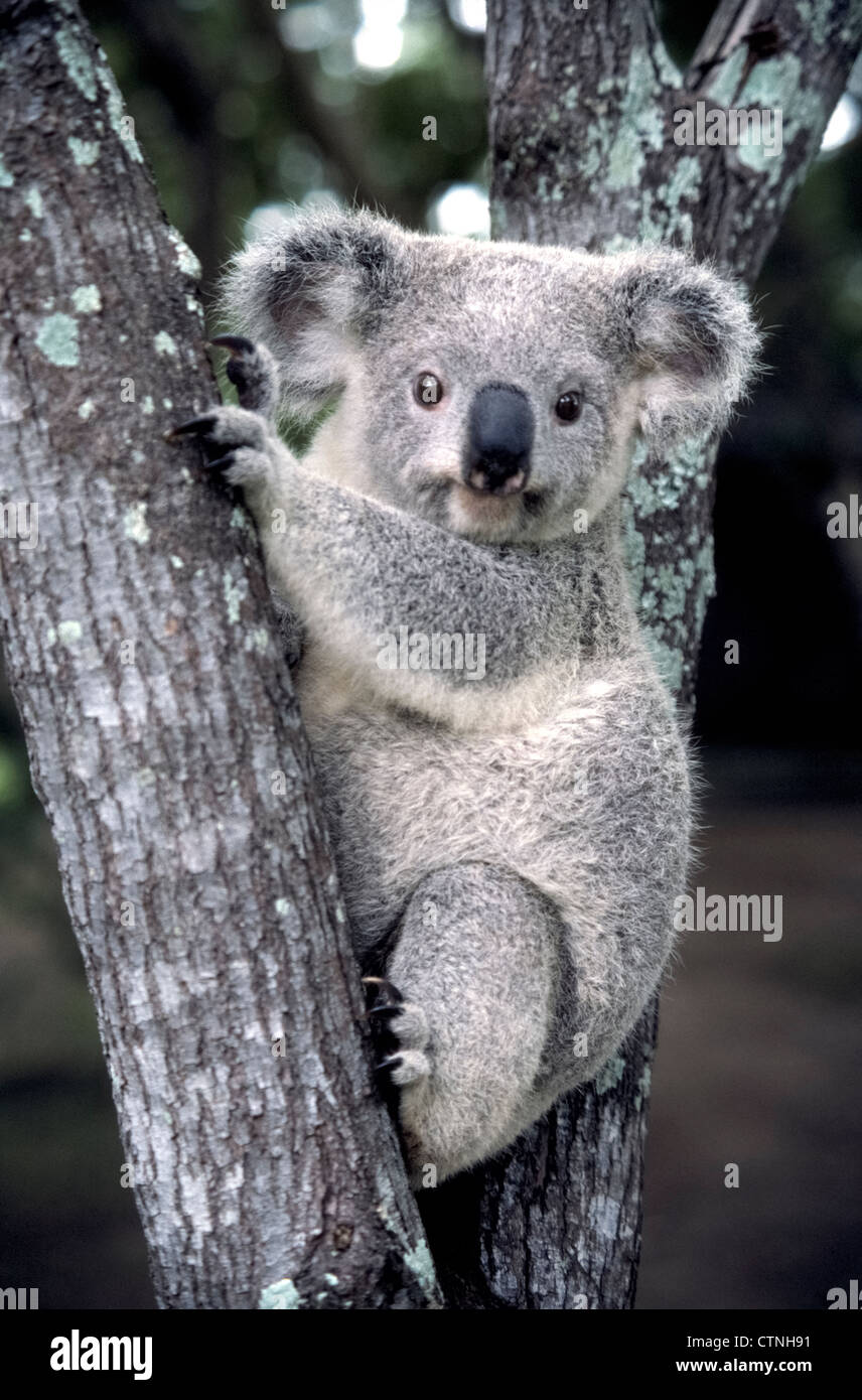 Die großen seelenvollen Augen eines Koalas stare an Besucher in Lone Pine Koala Sanctuary in Brisbane, Queensland, Australien. Stockfoto