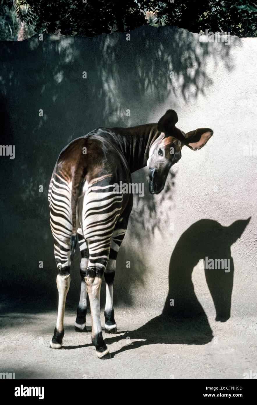 Diese vorsichtig Okapi aus Zentralafrika bezieht sich auf die Giraffe aber hat gestreift Hinterhand und Vorderbeine, die das Zebra ähneln. Stockfoto
