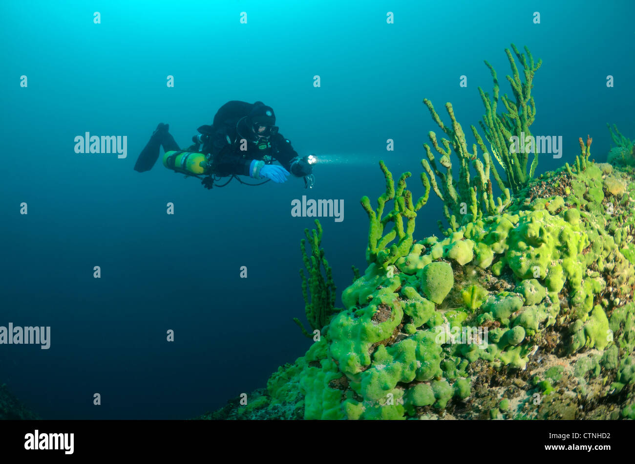 See Baikal Schwamm (Lubomirskia Baicalensis) Stockfoto