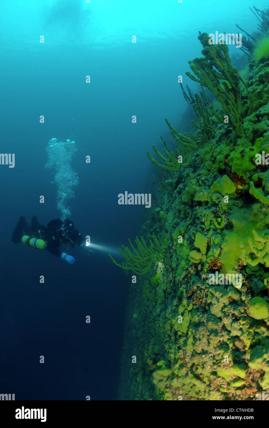 See Baikal Schwamm (Lubomirskia Baicalensis) Stockfoto