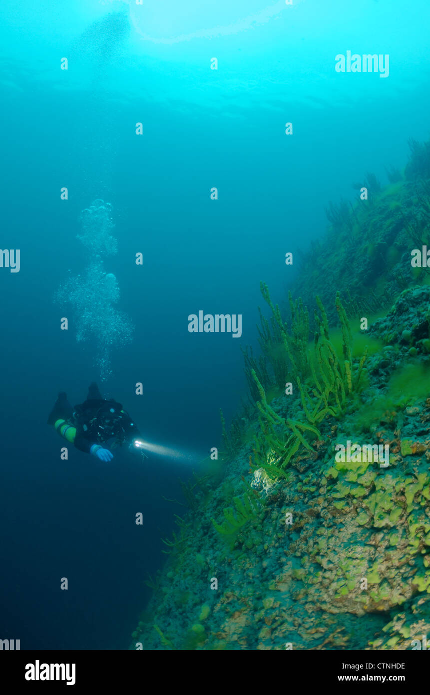 See Baikal Schwamm (Lubomirskia Baicalensis) Stockfoto