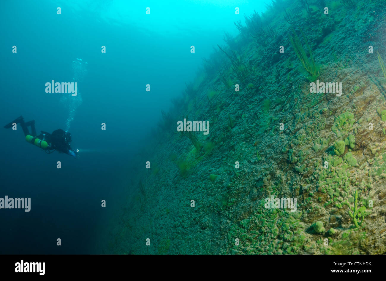 See Baikal Schwamm (Lubomirskia Baicalensis) Stockfoto