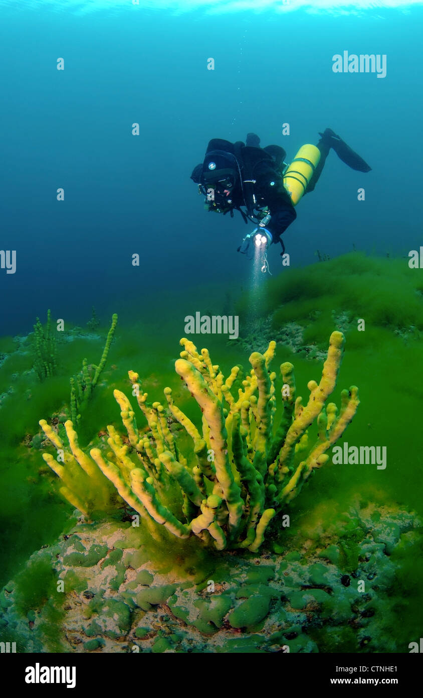 See Baikal Schwamm (Lubomirskia Baicalensis) Stockfoto