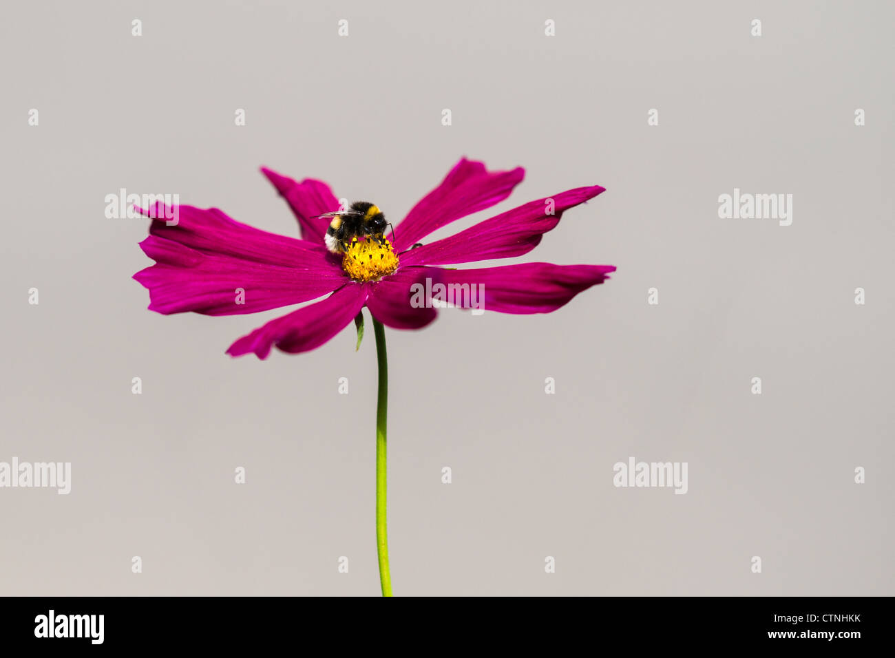 Biene auf einer roten Blume vor grauem Hintergrund Stockfoto