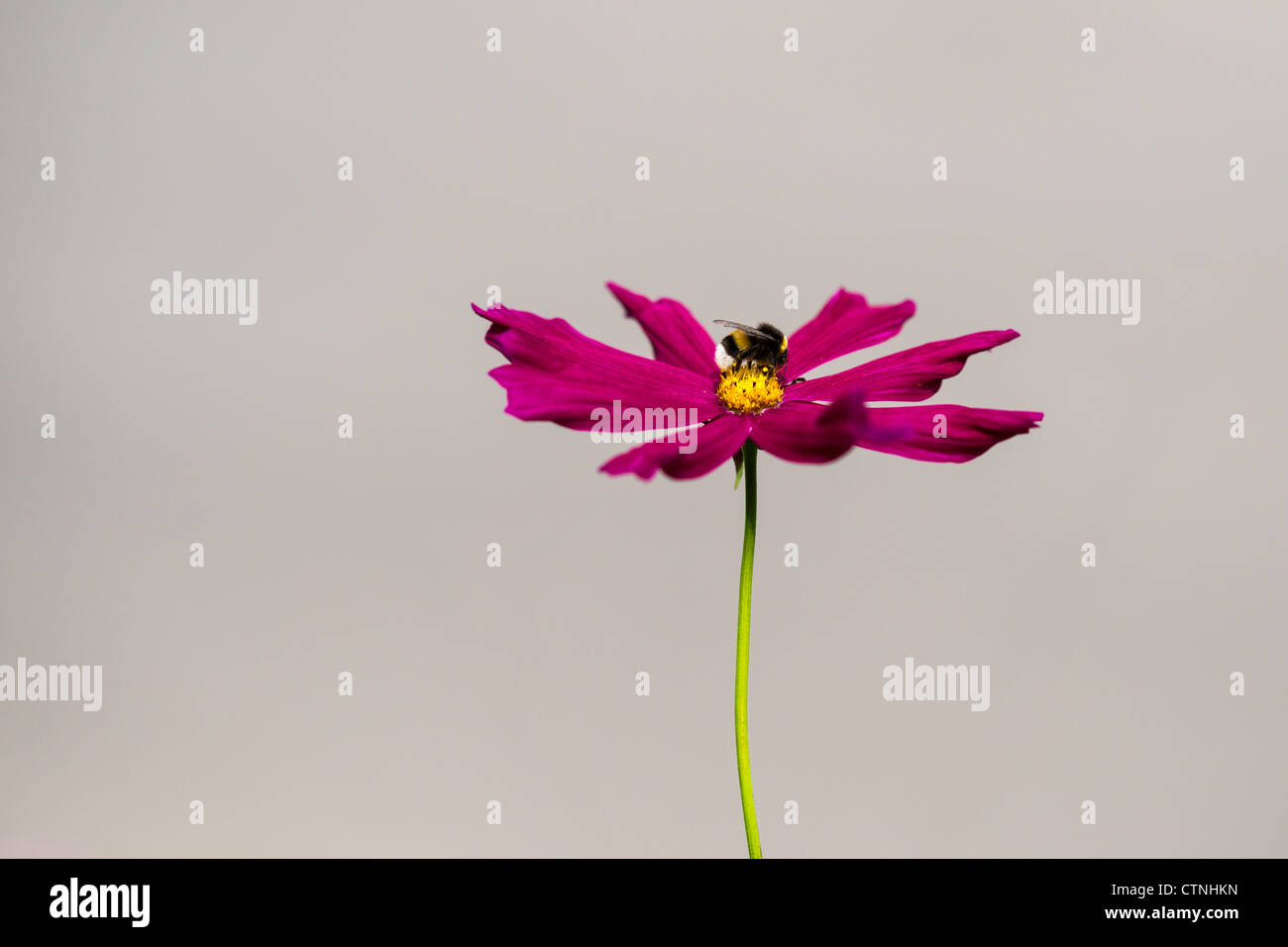 Biene auf einer roten Blume vor grauem Hintergrund Stockfoto