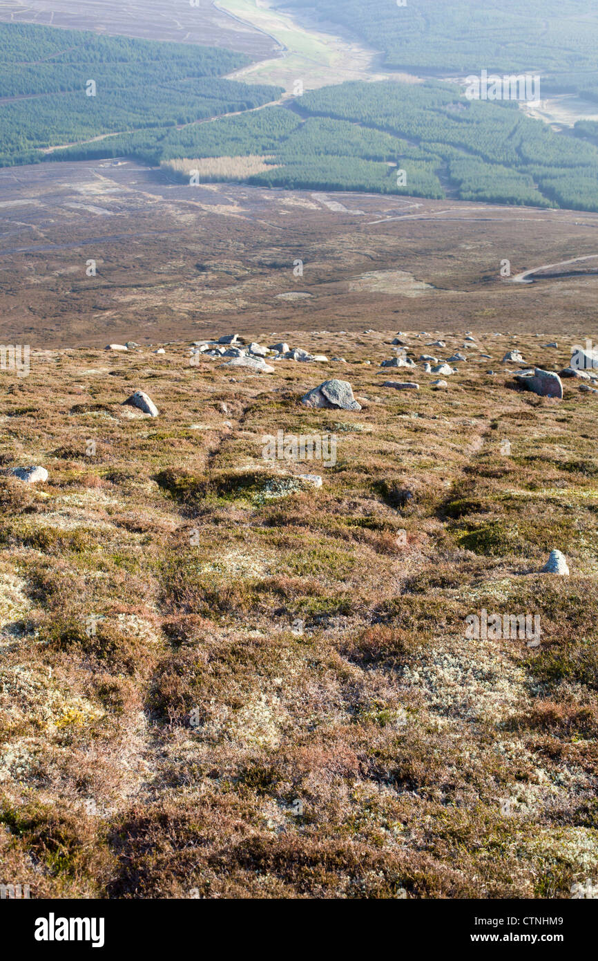 Schneehase; Lepus Timidus; Cairngorm; Schottland; VEREINIGTES KÖNIGREICH; Titel Stockfoto