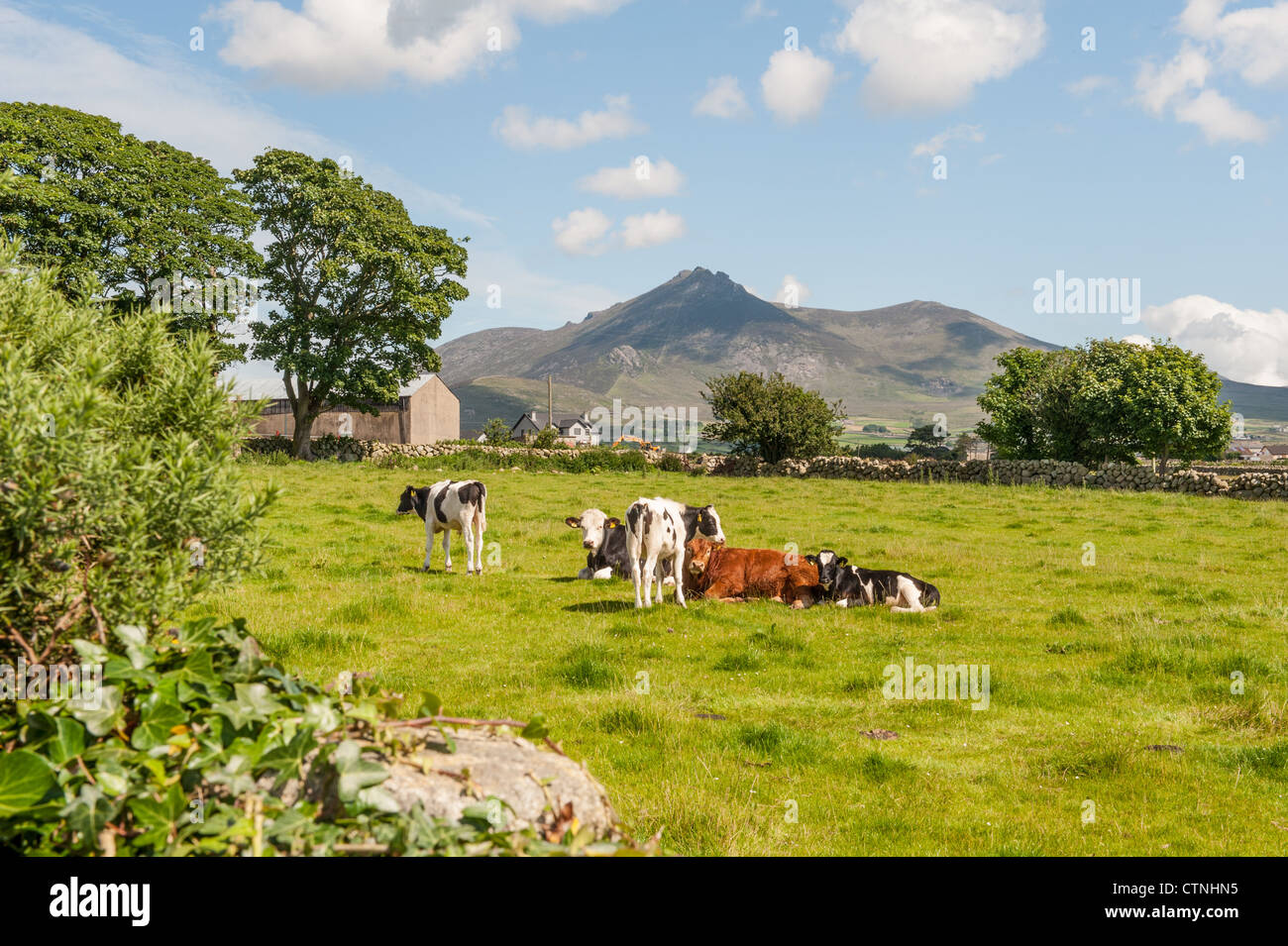 Grasende Kühe auf einem Feld mit Slieve Binnian im Hintergrund. Stockfoto
