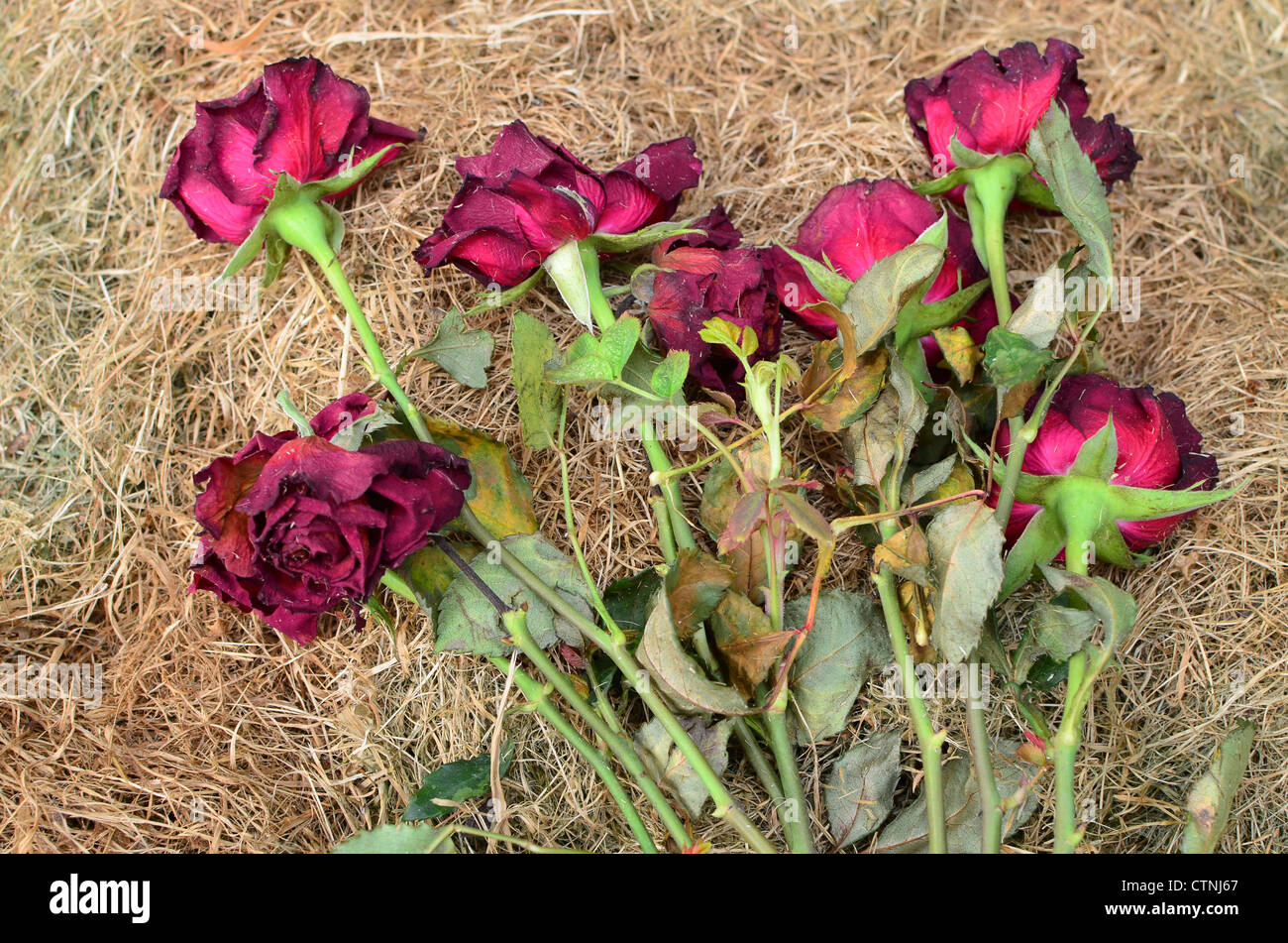 Im sterben liegend auf einem Haufen trockenen Grases Stecklinge - als Symbol für Rosen fehlgeschlagen Romantik Stockfoto