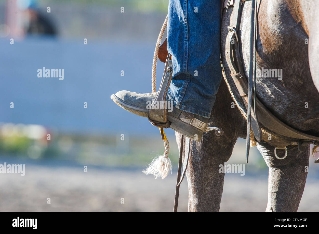 Cowboy auf Pferd im Tsuu selber jährliche Rodeo & Pow Wow Stockfoto