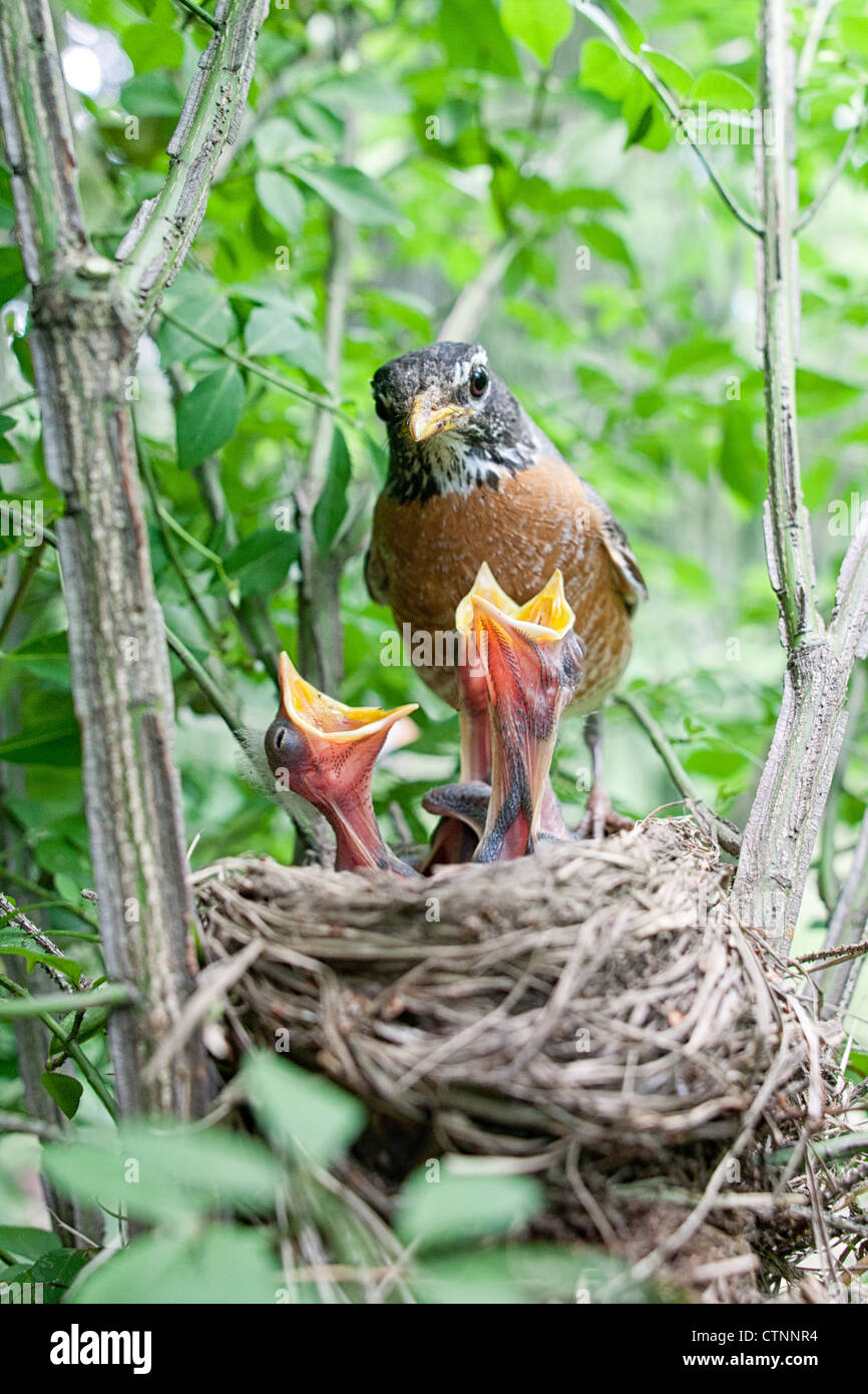 American Robin Bird songbird at Nest - vertikal Stockfoto