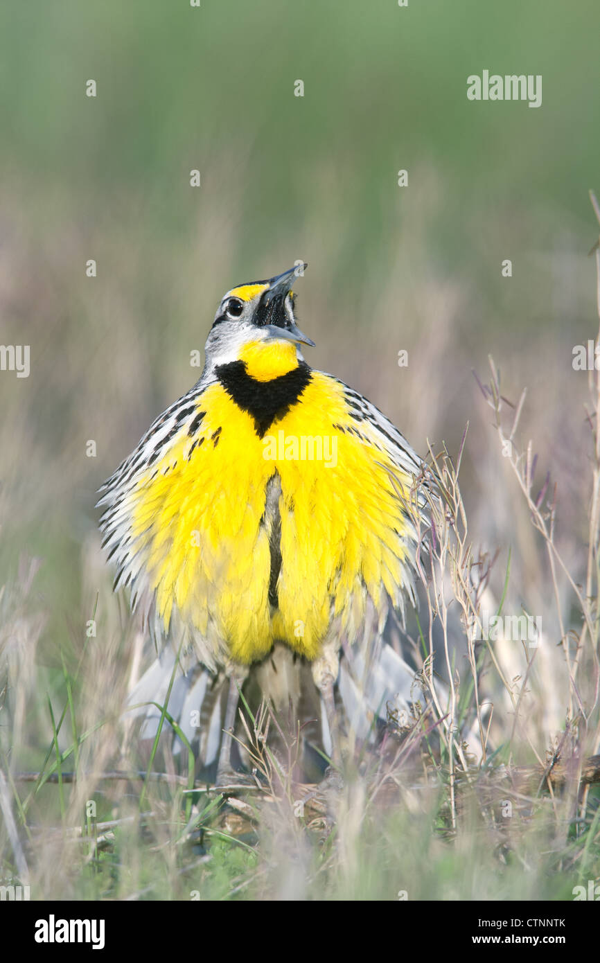 Eastern Meadowlark singt in einem Feldvogel songbird Ornithologie Natur - vertikal Stockfoto