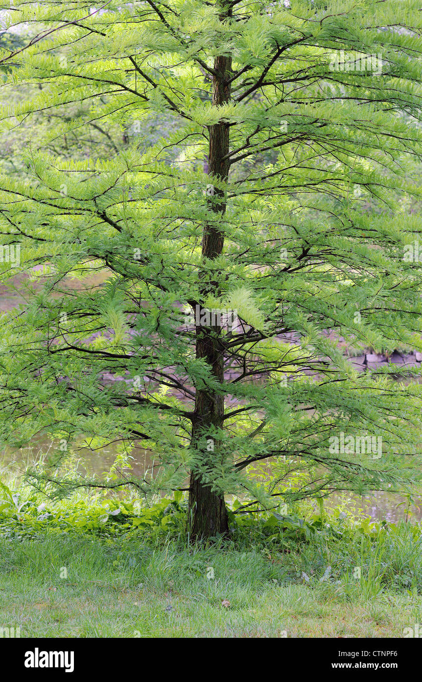 Frische grüne junge Sumpf-Zypresse im Frühjahr Taxodium distychum Stockfoto
