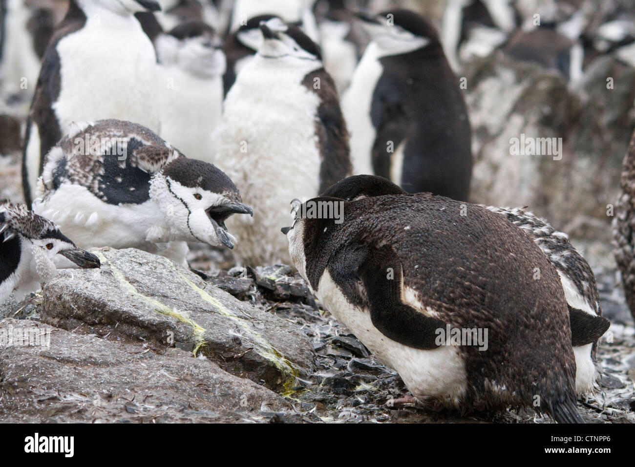 Zwei Häutung Kinnriemen Pinguine (Pygoscelis Antarcticus) Quäken einander auf Half Moon Island, Antarktis Stockfoto