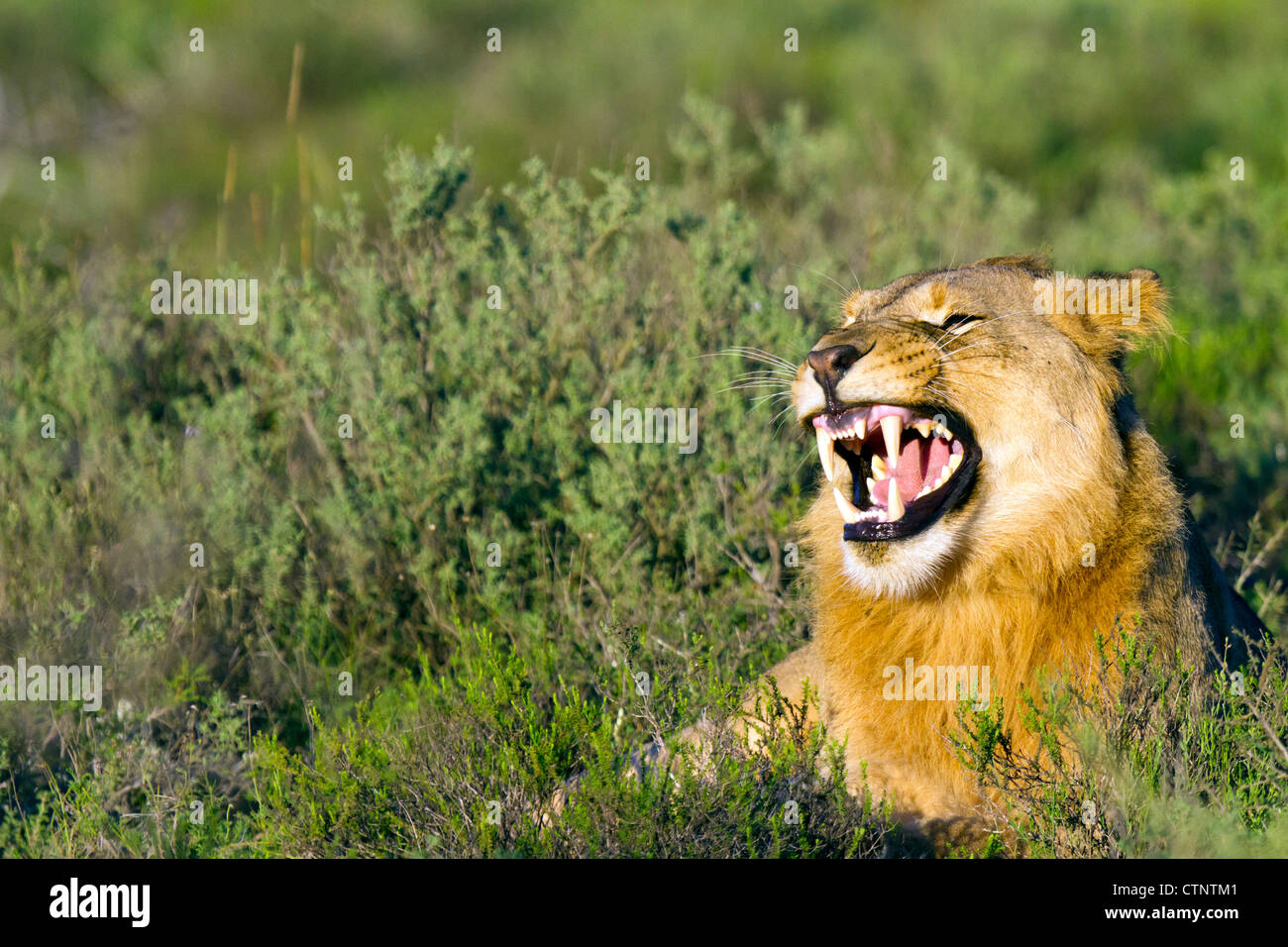 Knurrend junger männlicher Löwe, Eastern Cape, Südafrika Stockfoto