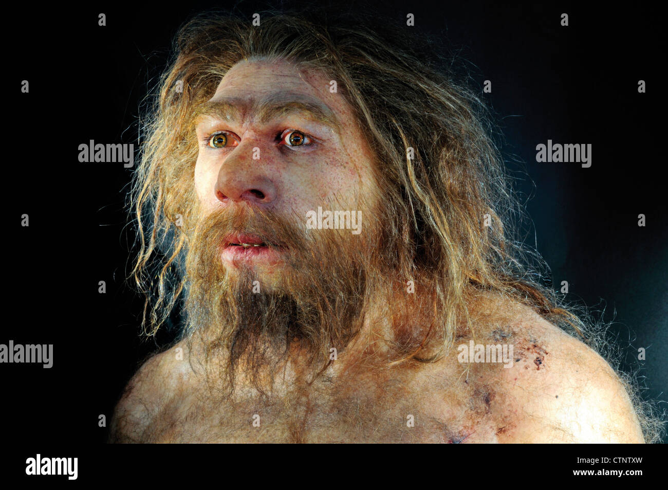 Spanien, Burgos: Reproduktion von einem männlichen Homo Neanderthalensis in Museum der menschlichen Evolution Stockfoto