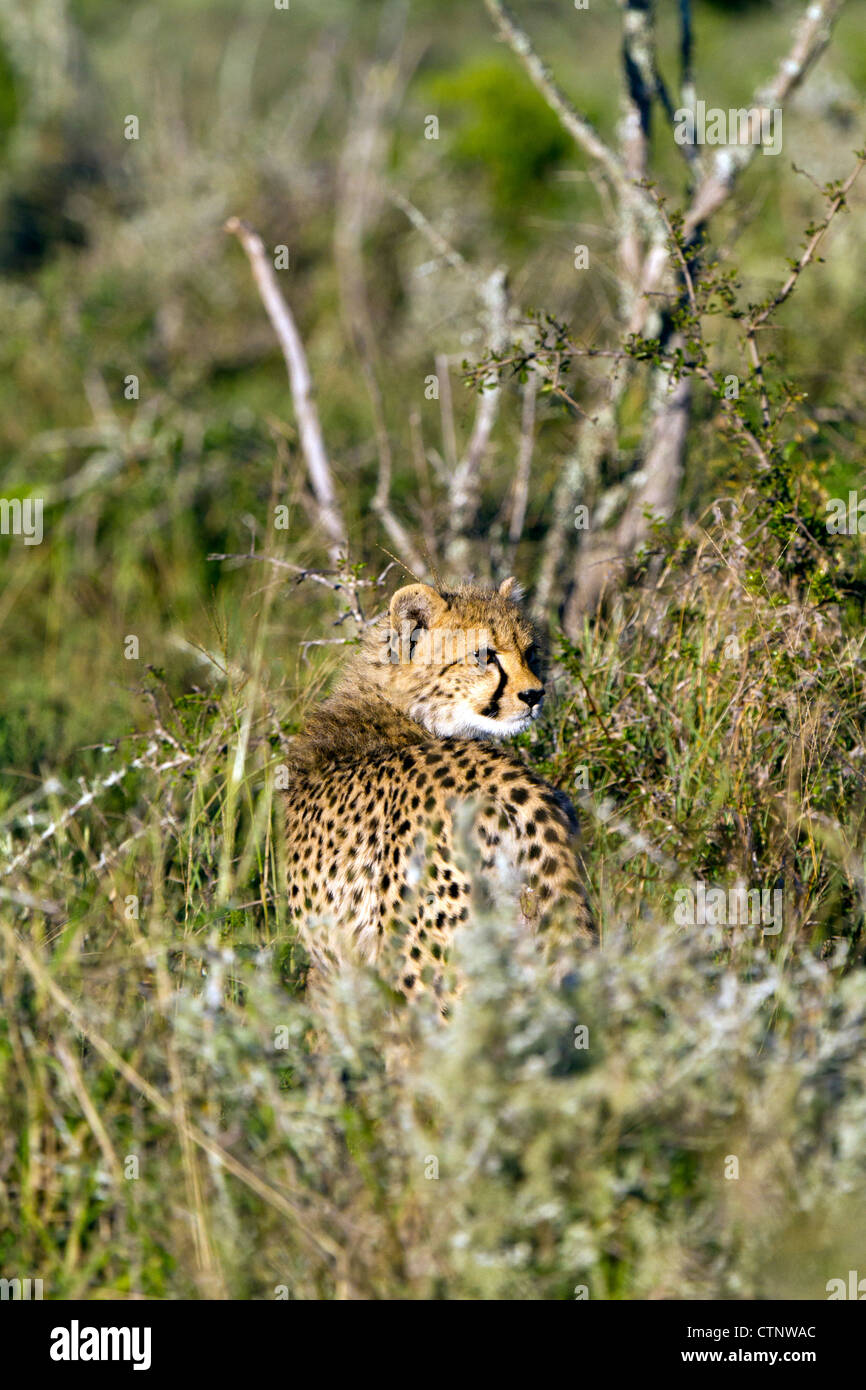 Gepard Cub im Buschland, Eastern Cape, Südafrika Stockfoto