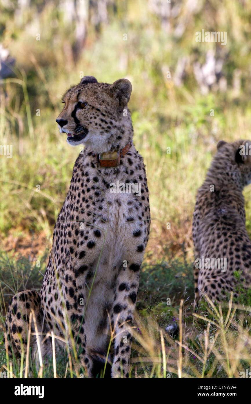 Weibliche Cheetah Tracking-Halsband mit Cub, Eastern Cape, Südafrika Stockfoto