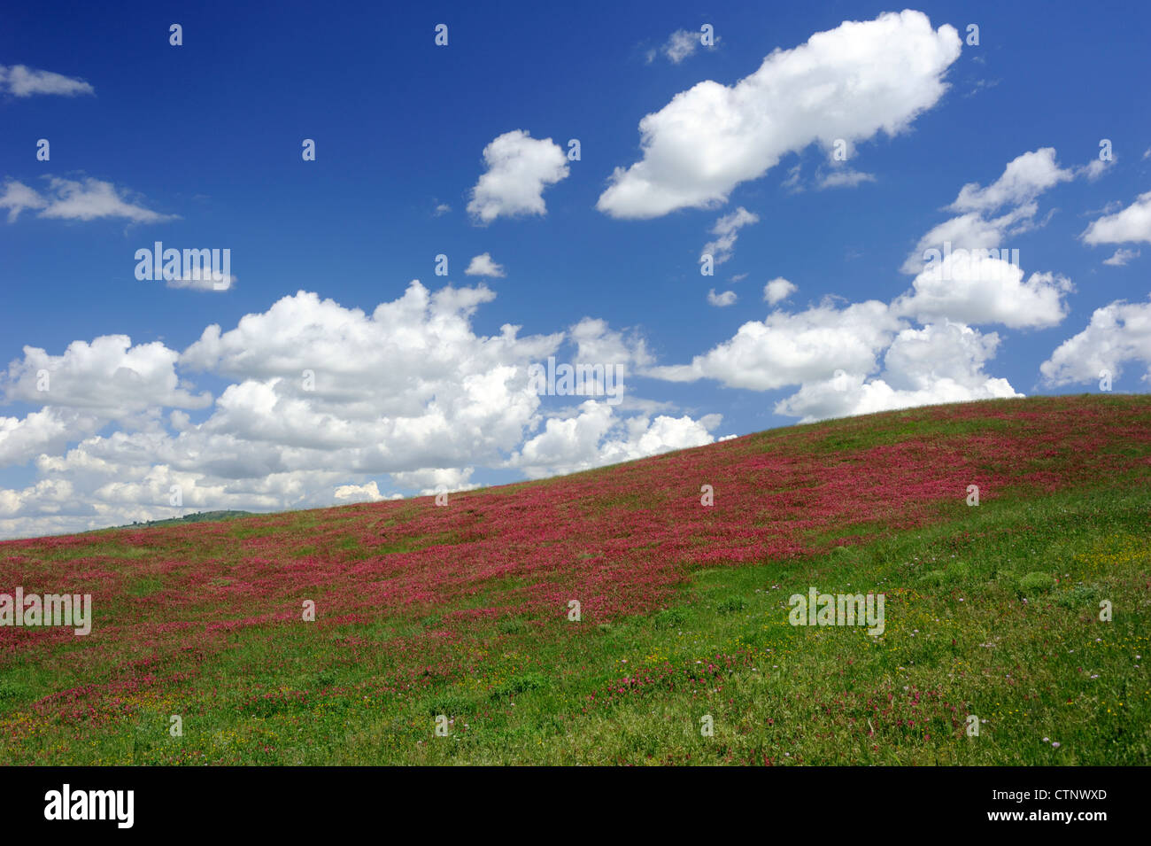 Italien, Basilicata, Felder im Frühjahr Stockfoto