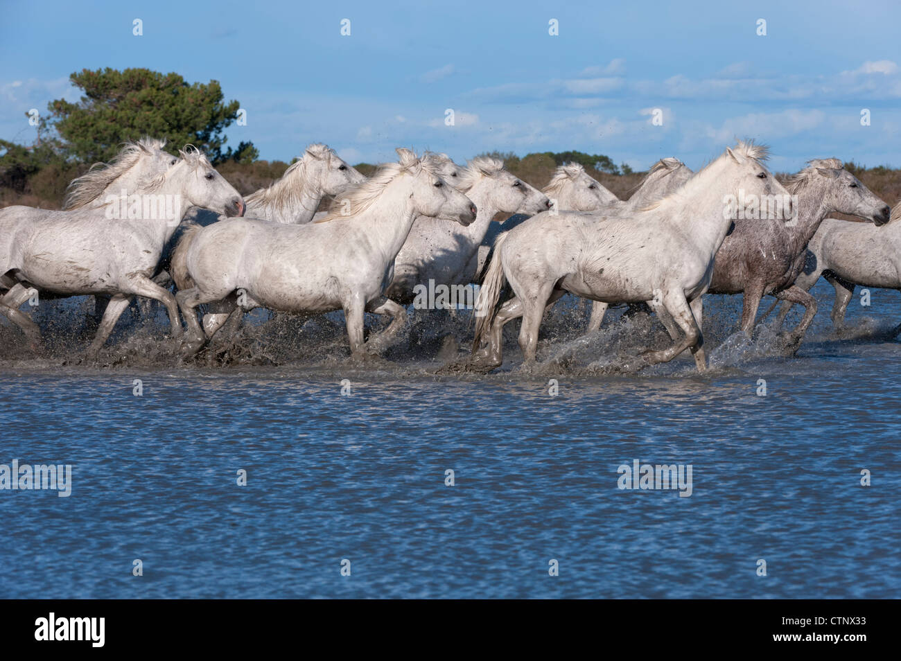Camargue-Pferde laufen im Wasser, Bouches du Rhône, Frankreich Stockfoto