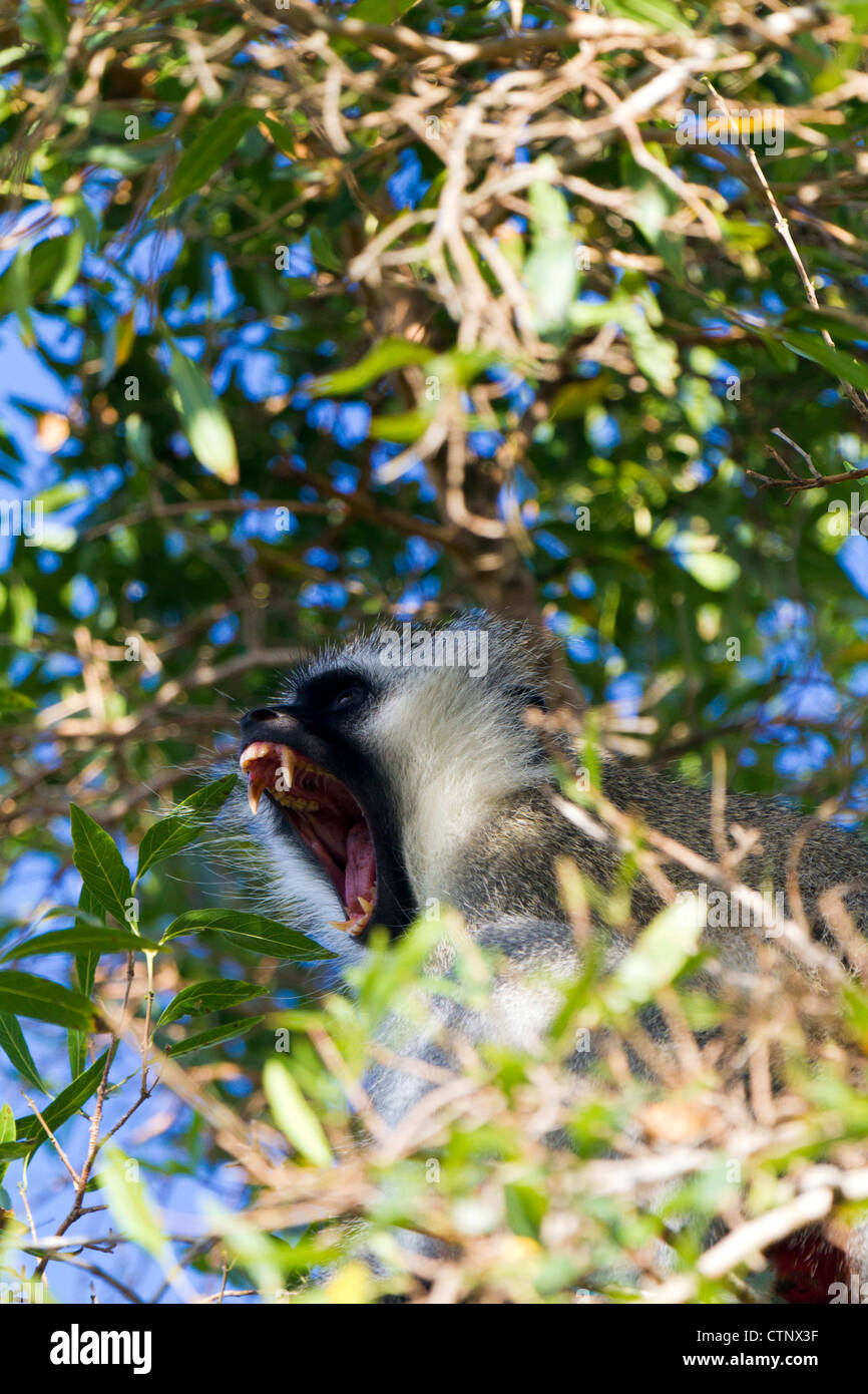 Gähnen männliche Vervet Affen im Baum, Eastern Cape, Südafrika Stockfoto