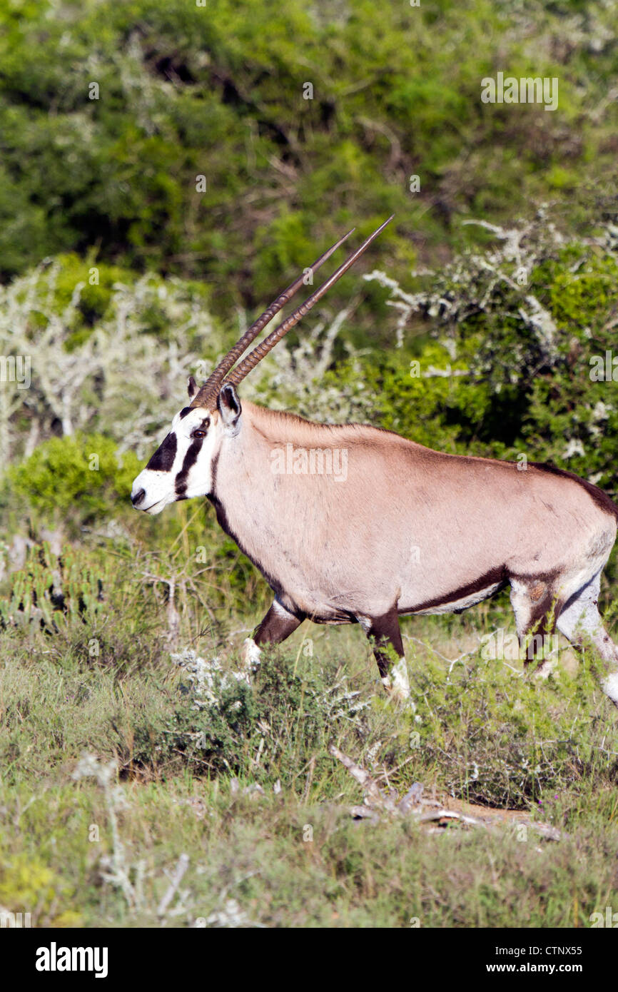 Gemeinsamen Oryx in der Nachmittag Sonne, Eastern Cape, Südafrika Stockfoto