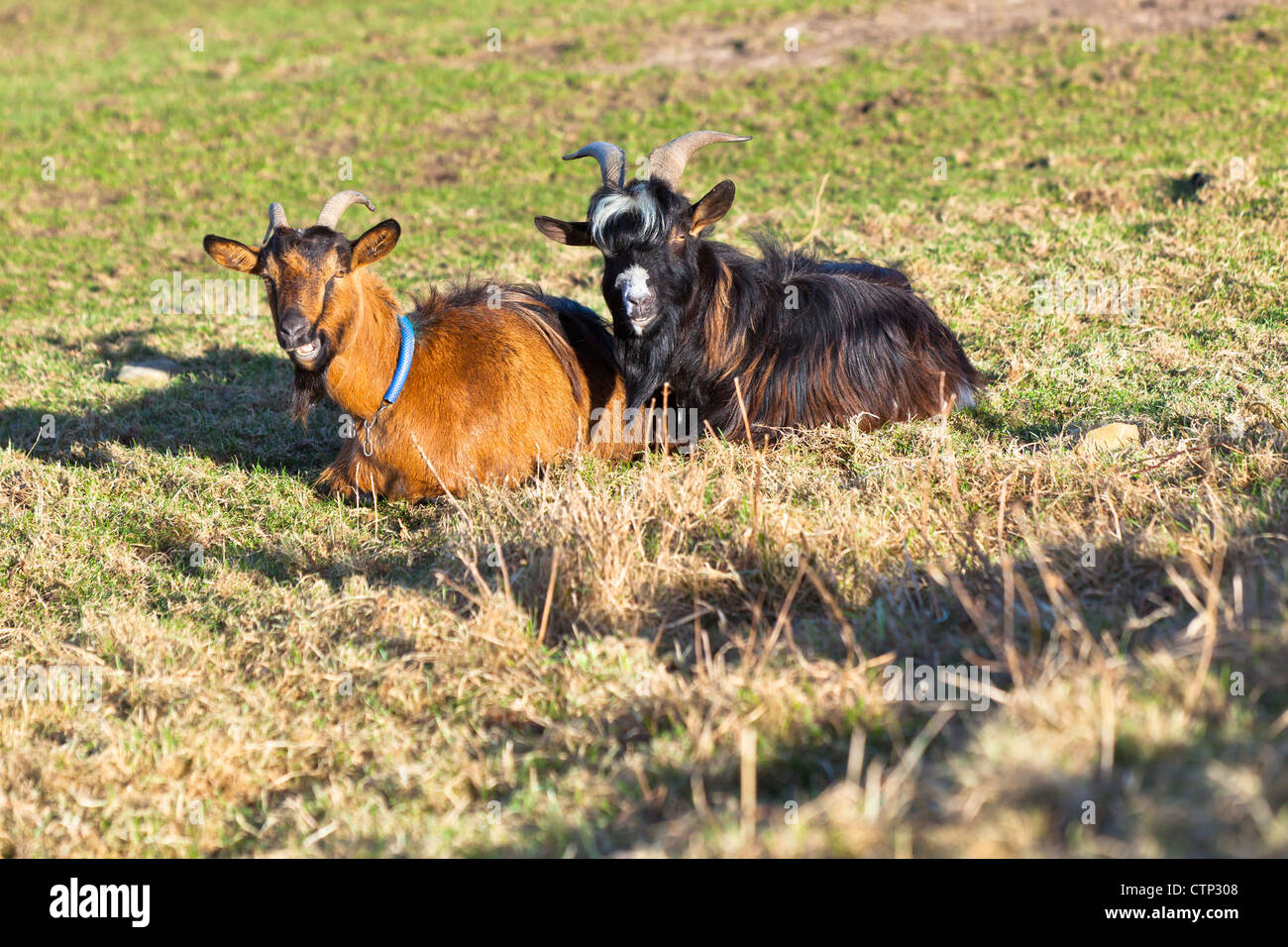 Zwei Ziegen auf dem Herbst Rasen. Horizontalen Schuss. Stockfoto