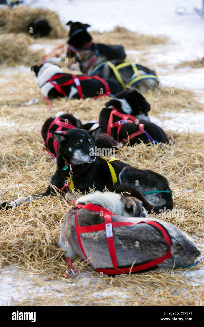 Schlittenhunde-Team ruht während 2012 Tustumena 200 Sled Dog Race McNeil Canyon Elementary School in der Nähe von Homer Kenai-Halbinsel Stockfoto
