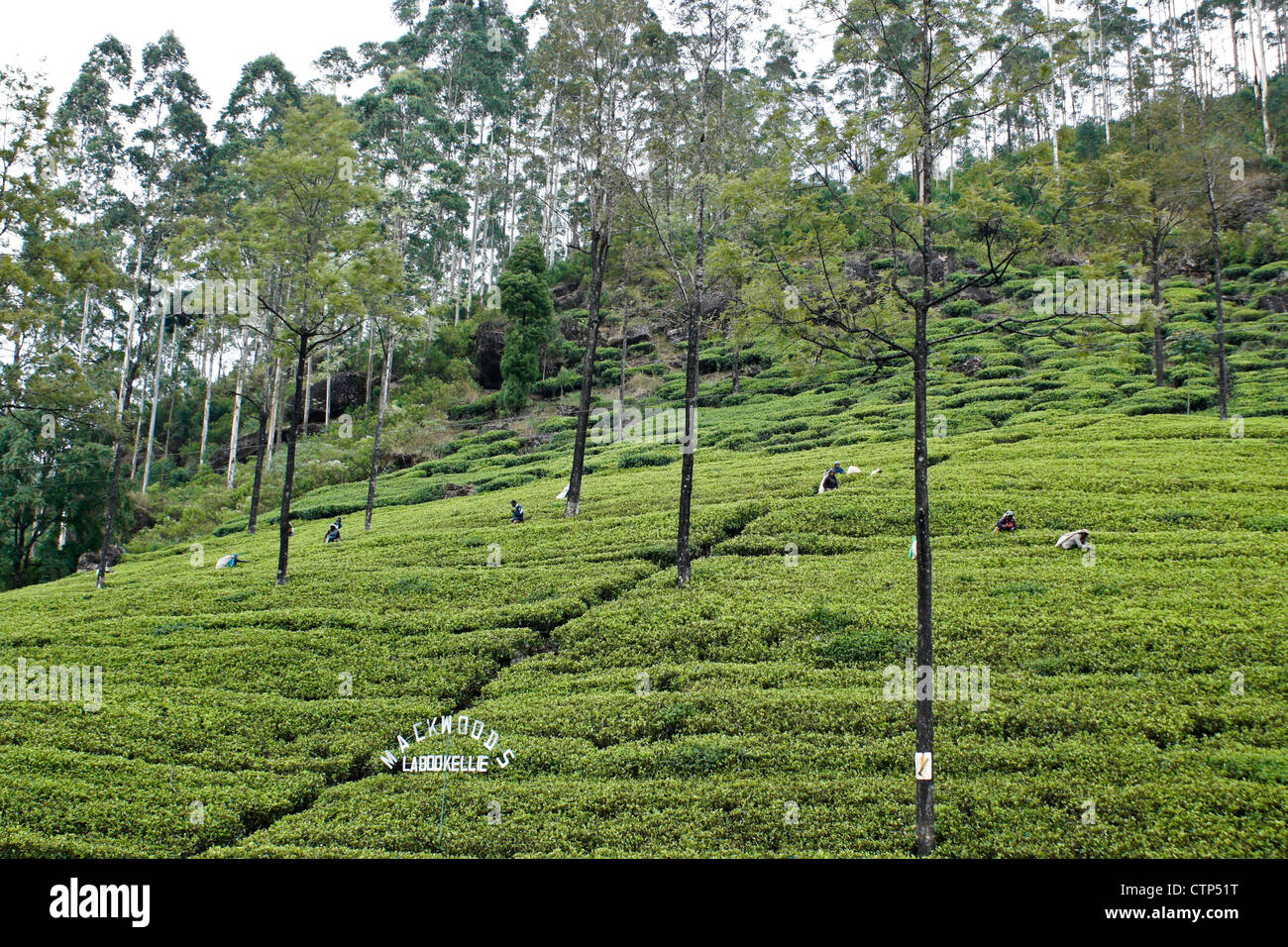 Tamilische Frauen zupfen Teeblätter, Nuwara Eliya, Hill Country, Sri Lanka Stockfoto