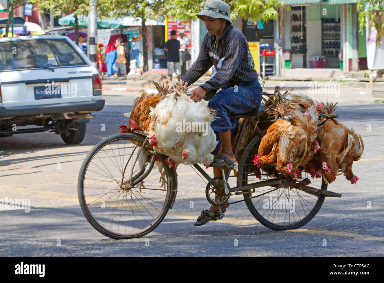 Burmesische Mann auf einem Fahrrad mit Leben Hühner in Yangon (Rangoon), Myanmar (Burma). Stockfoto