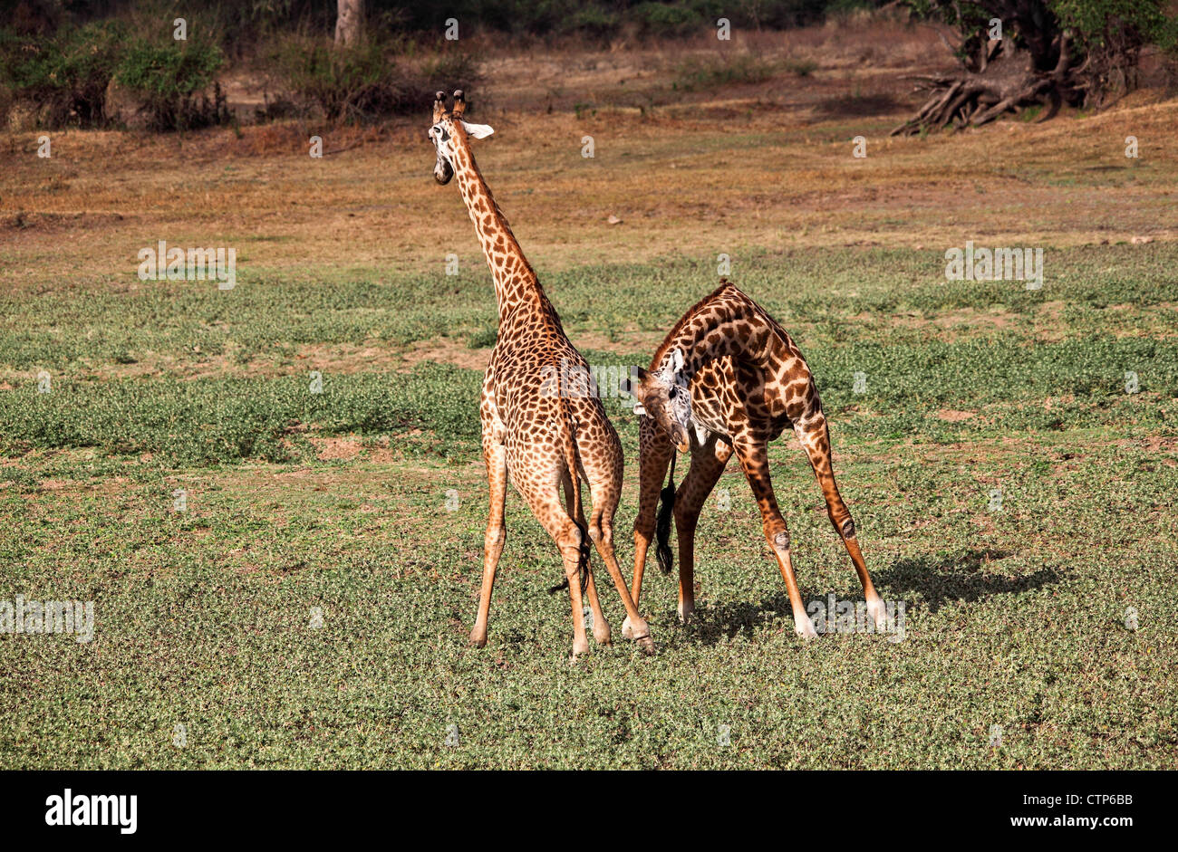 Giraffe, die Kämpfe im Luangwa Nationalpark Sambia Stockfoto