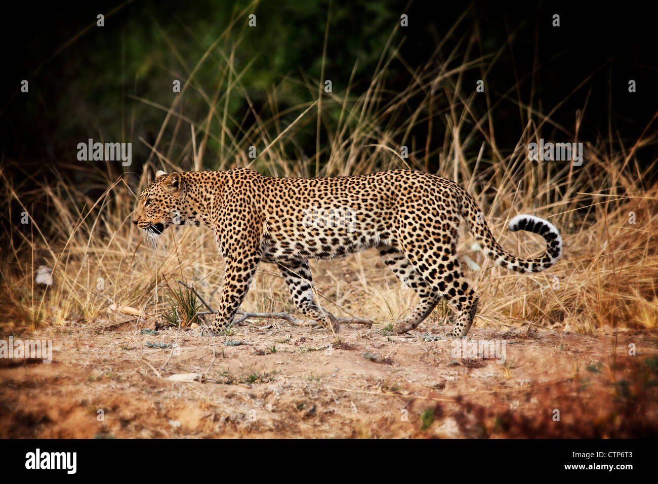 zu Fuß Leopard in Luangwa Park Sambia Stockfoto