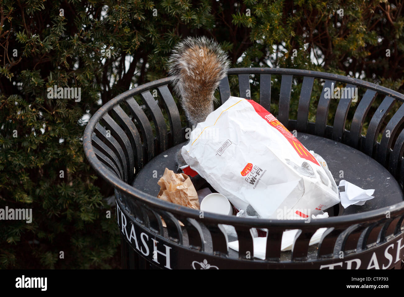 Eichhörnchen Sie im McDonalds Tasche Stockfoto