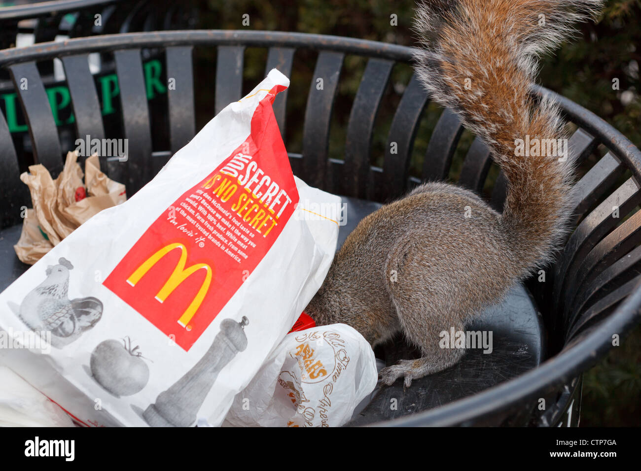 Eichhörnchen Sie im McDonalds Tasche Stockfoto