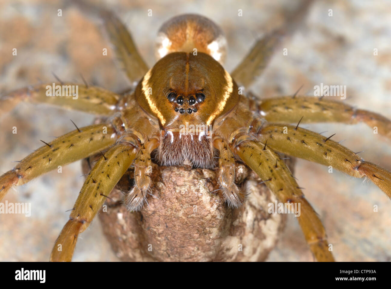 Sechs-spotted Angeln Spinne, Dolomedes triton Stockfoto