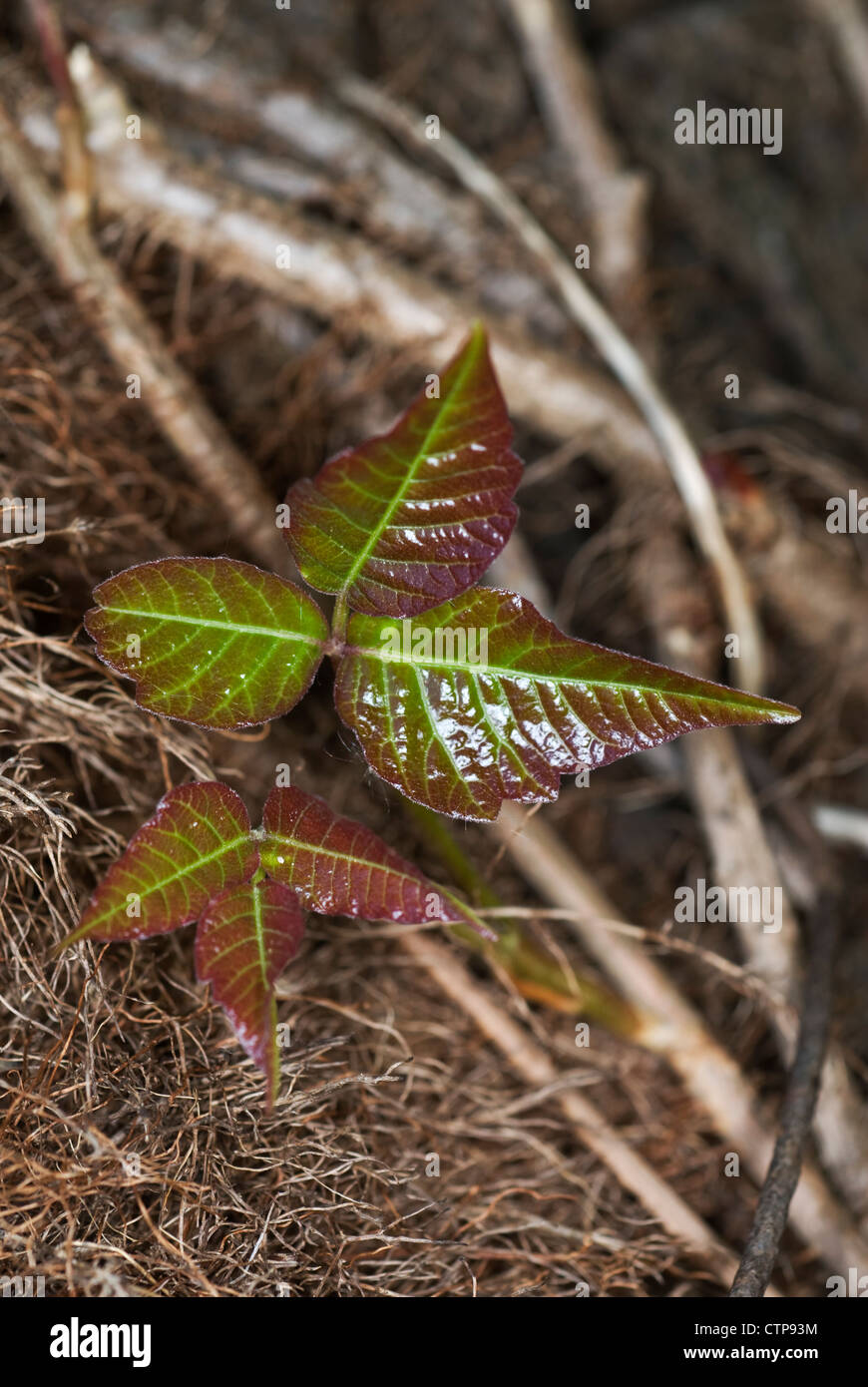 Poison Ivy im zeitigen Frühjahr Stockfoto