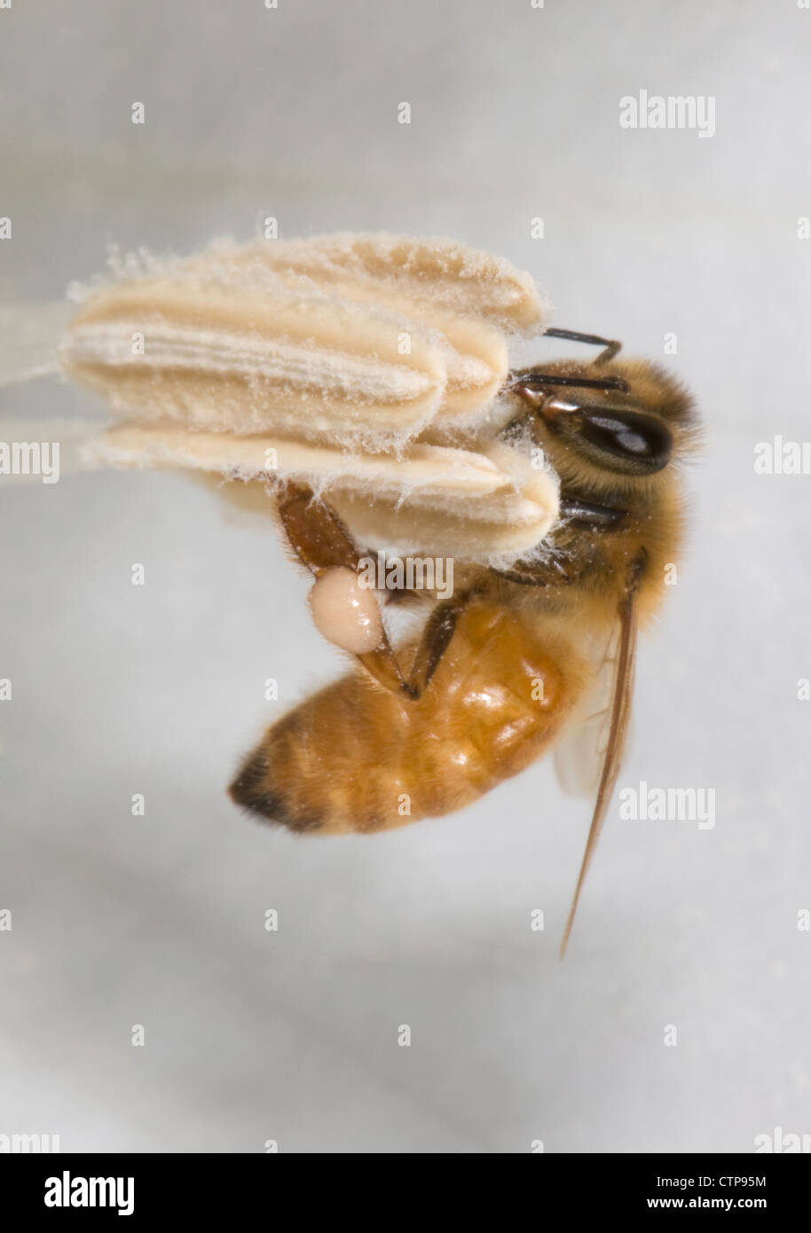 Honig Bienen auf Nahrungssuche und sammeln Pollen in einer Blüte Datura Stockfoto