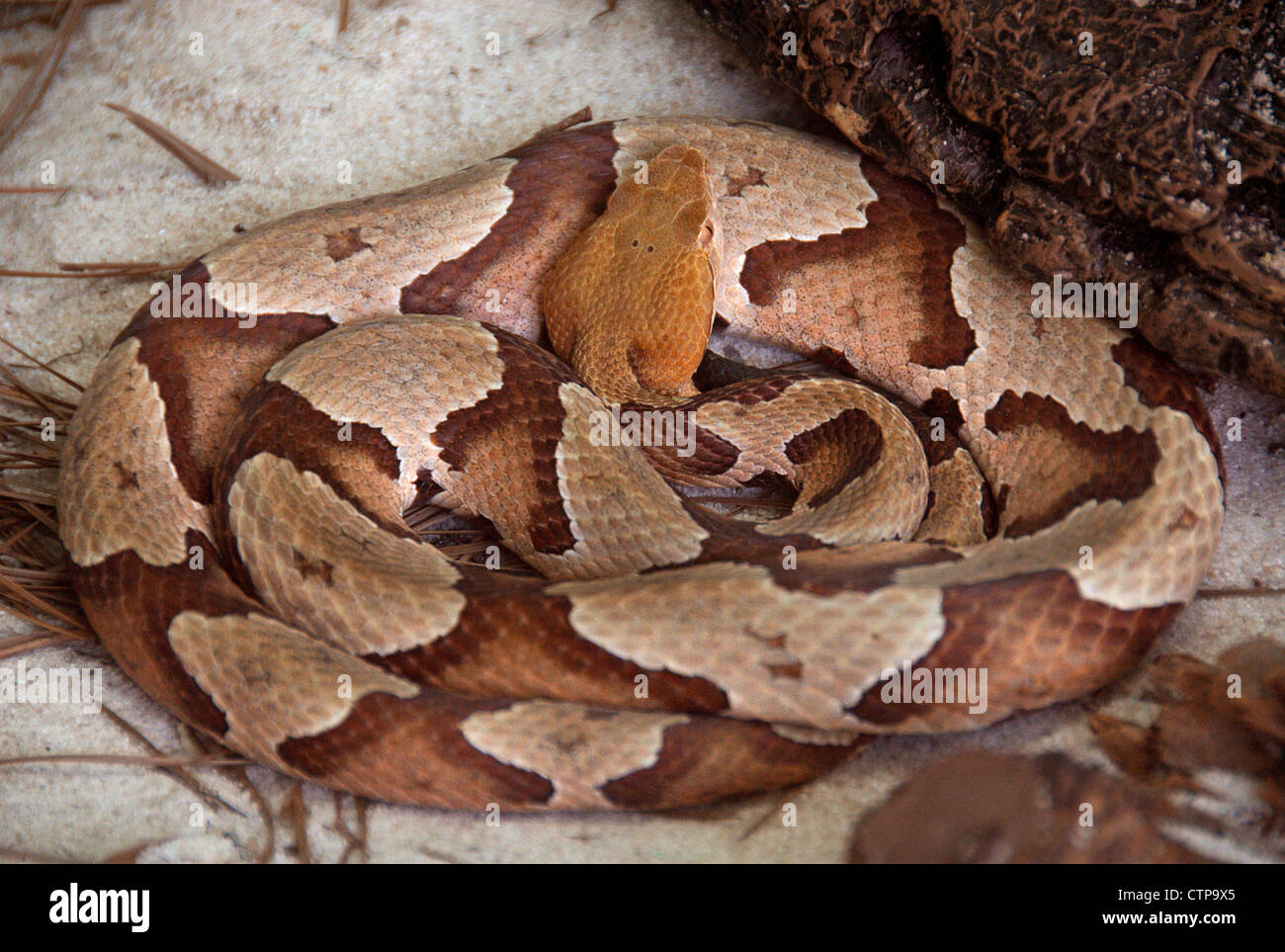 Südlichen Copperhead Schlange, Agkistrodon contortrix Stockfoto