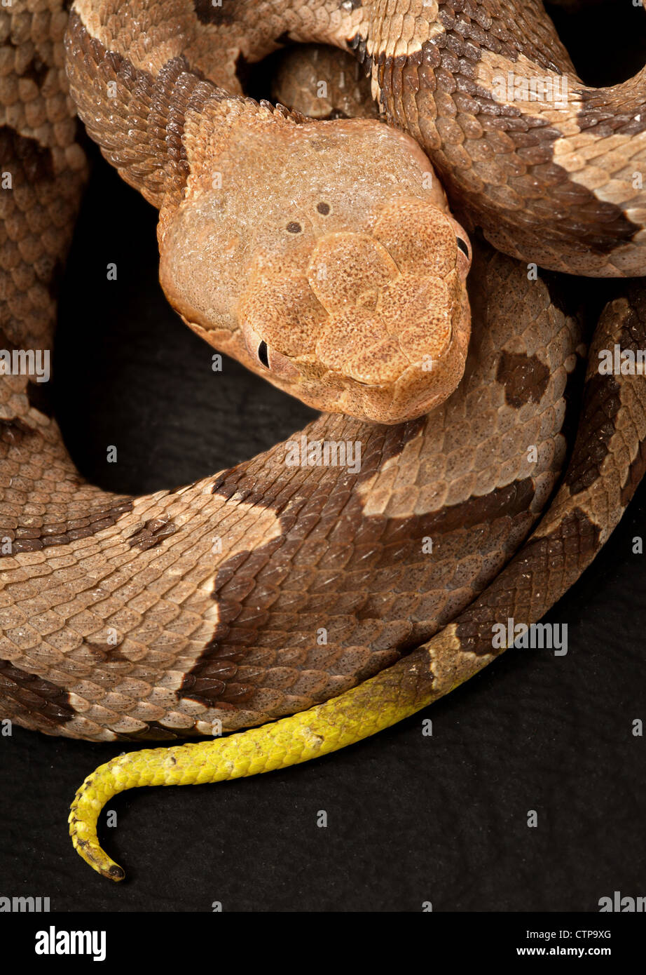 Südlichen Copperhead Schlange, Agkistrodon contortrix Stockfoto