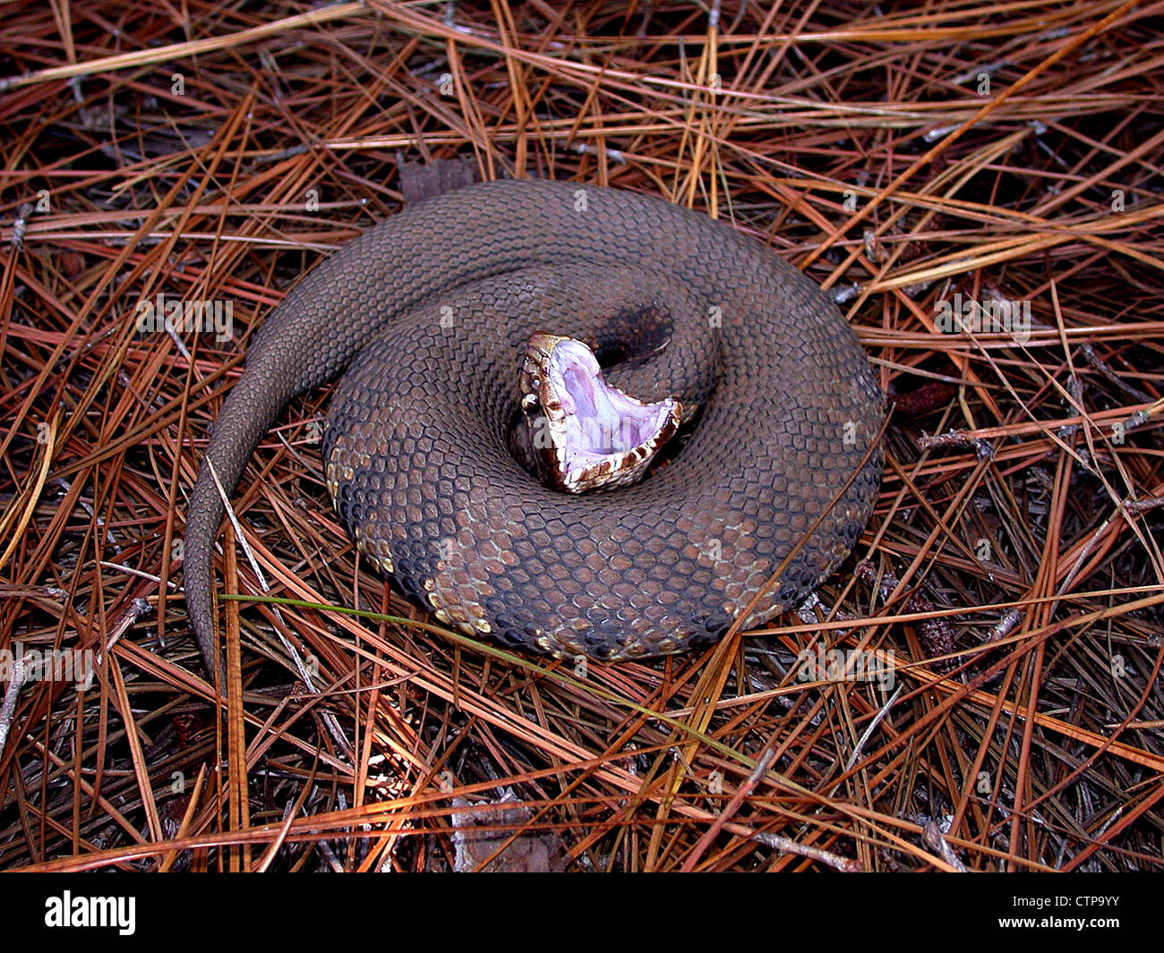 östlichen Cottonmouth Schlange, Agkistrodon piscivorus Stockfoto