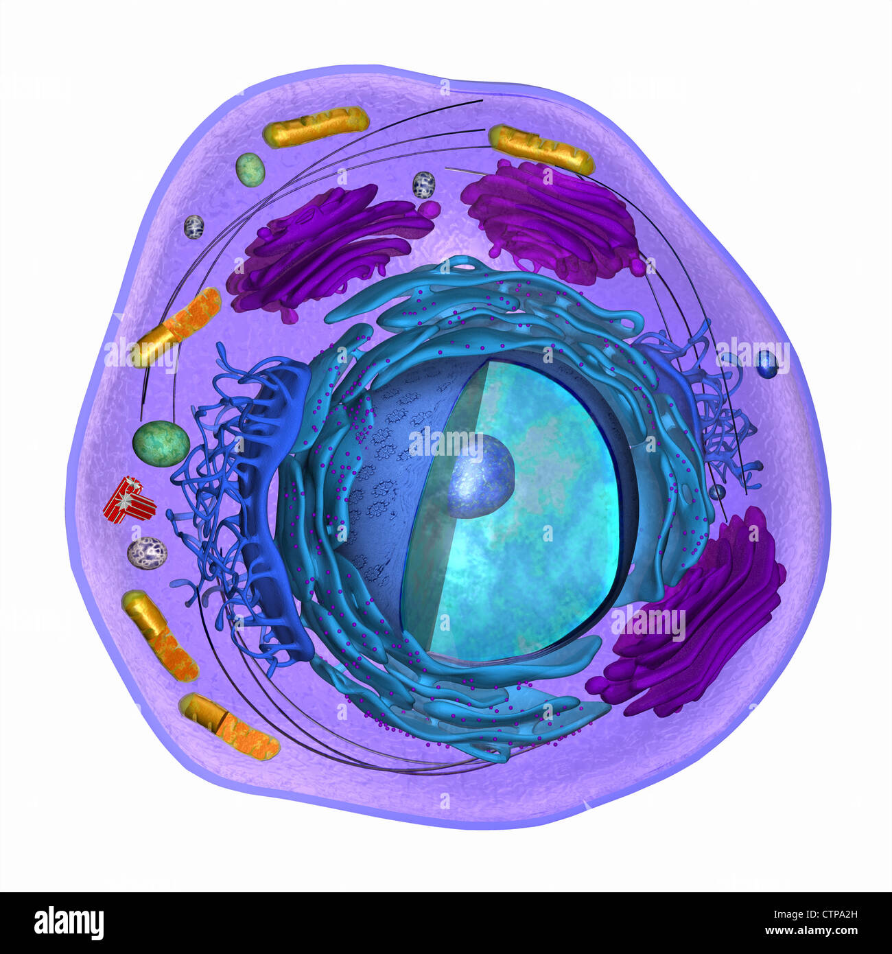 3D-Modell einer eukaryotischen Zelle Stockfoto