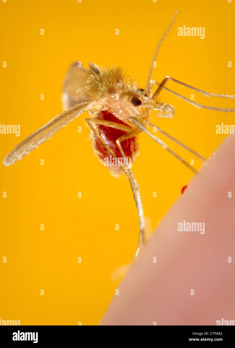 Phlebotomus Papatasi Sandfly beißen eine person Stockfotografie Alamy