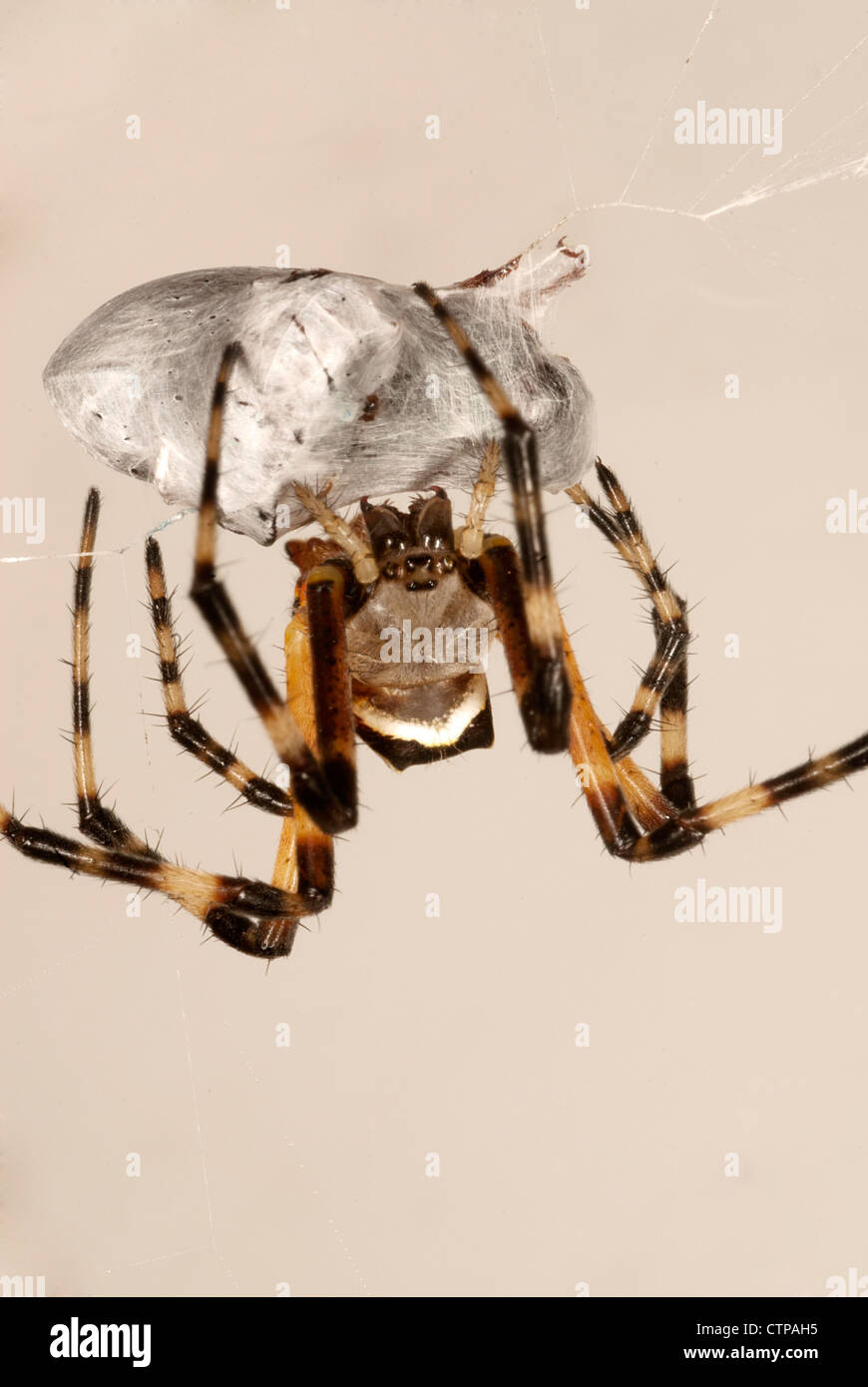 Spinne umwickeln ihre Beute Stockfoto