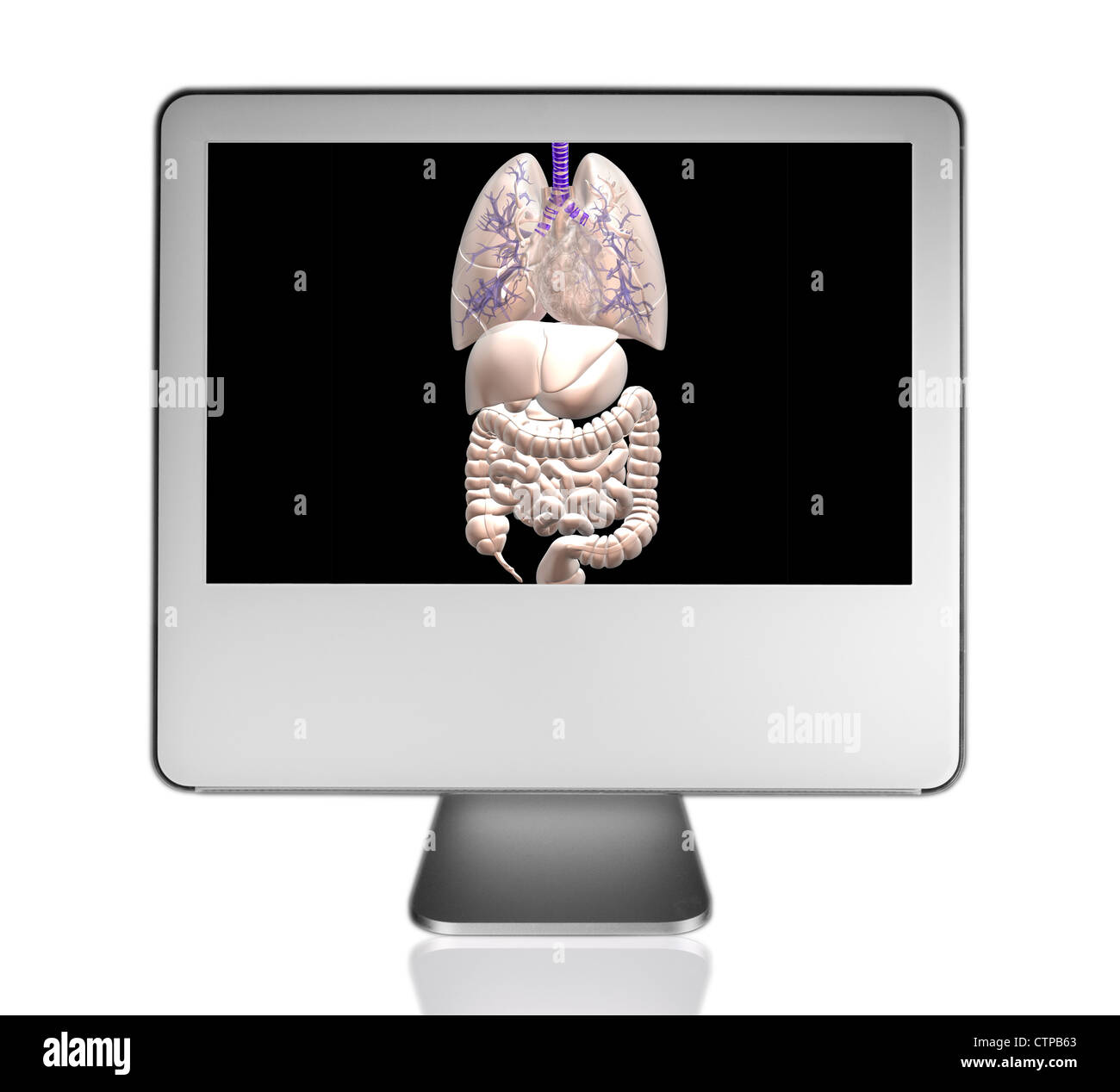 Computer Monitor zeigt menschliche Anatomie Stockfoto