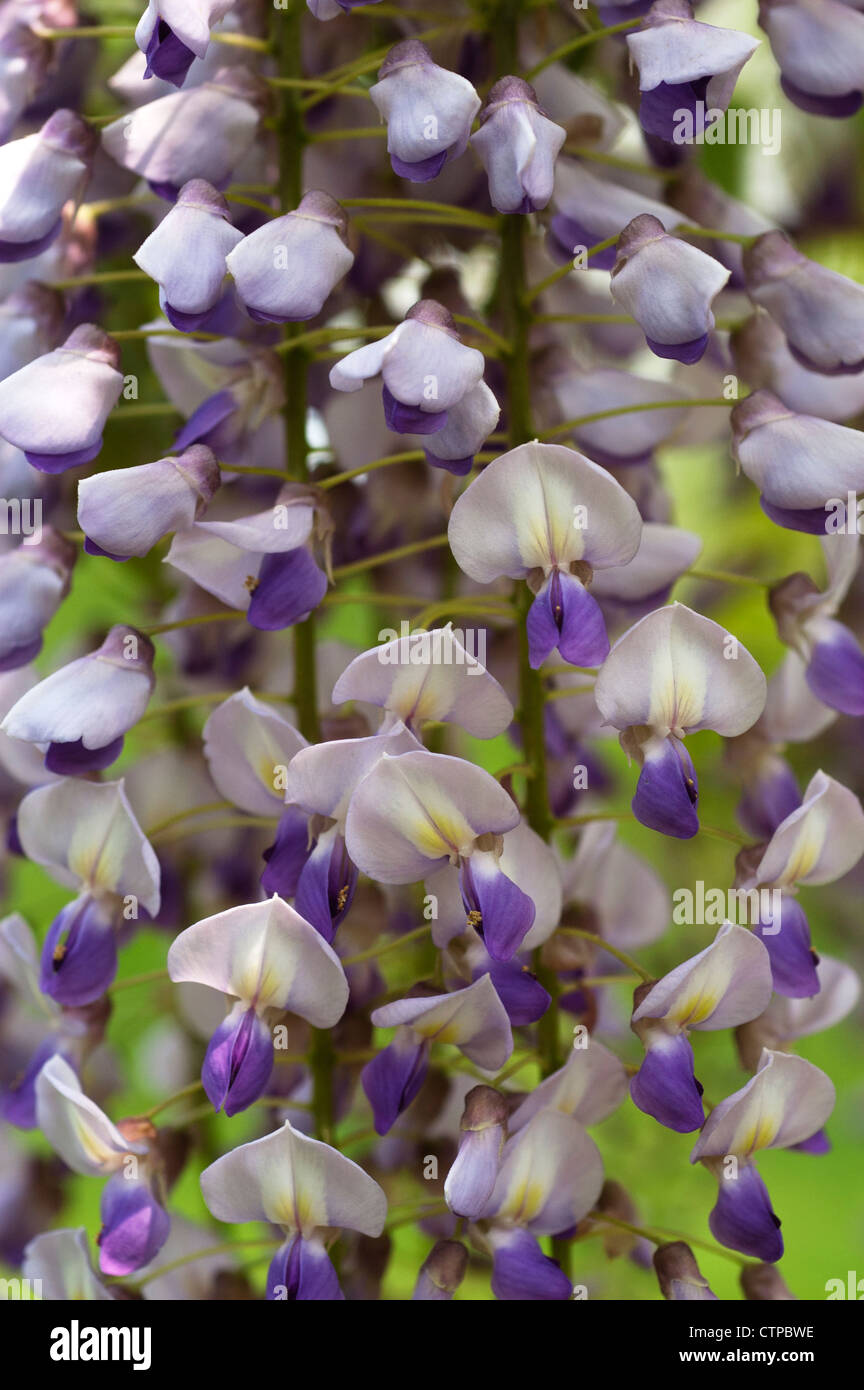 Glyzinien Blüten Stockfoto