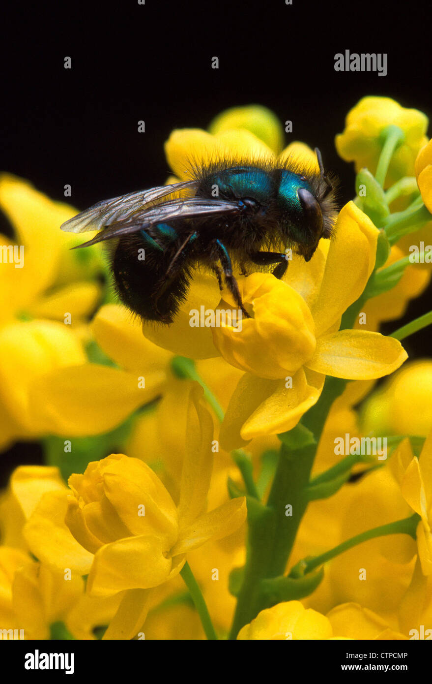 Osmia Ribifloris Biene auf Berberitze Blüte Stockfoto