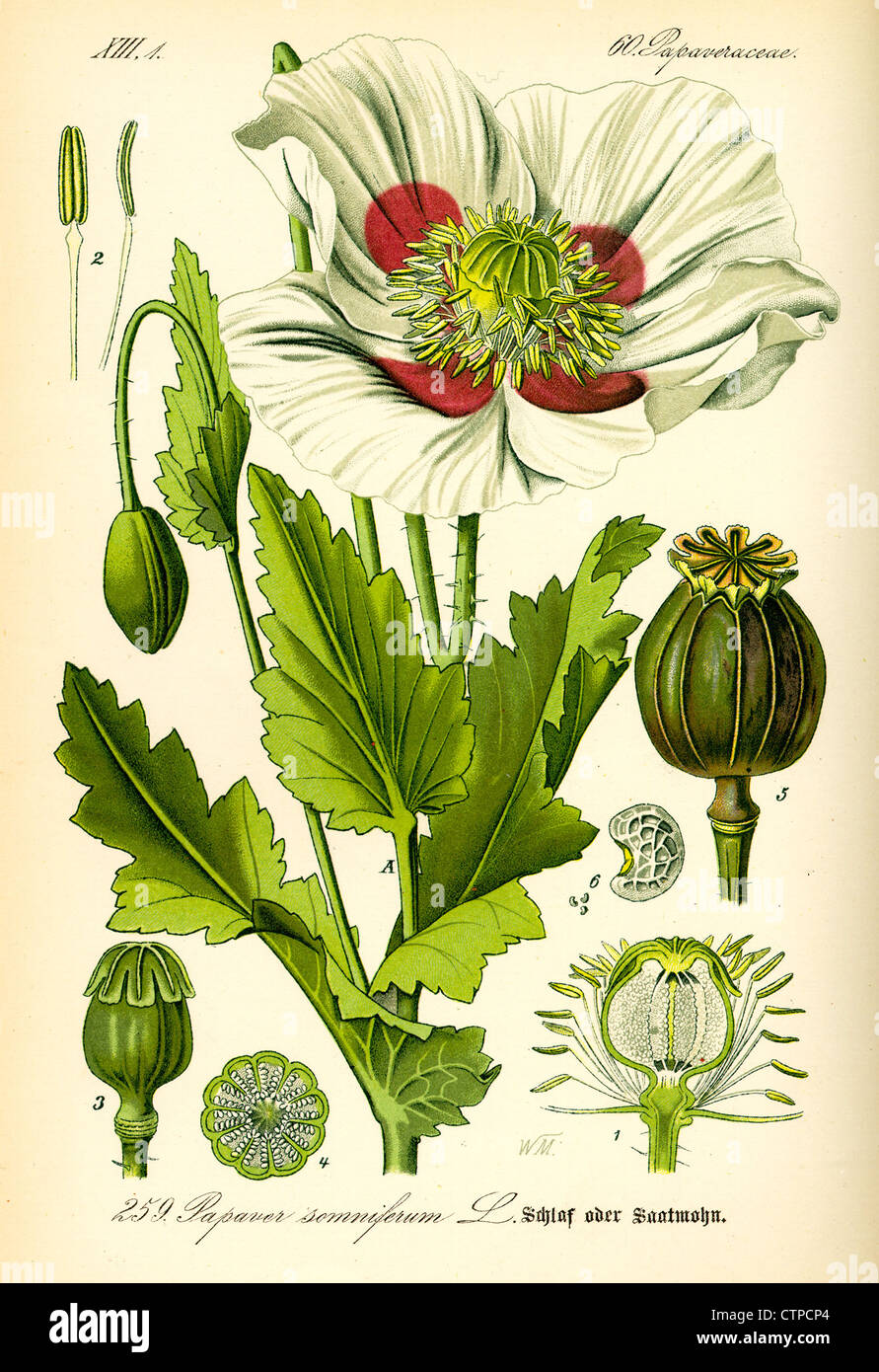 Schlafmohn, Papaver somniferum Stockfoto