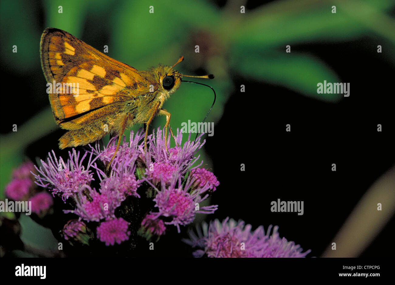 Pecks Skipper Butterfly auf Mistflower Stockfoto